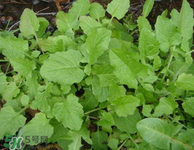 灰灰菜孕婦可以吃嗎？灰灰菜孕婦能吃嗎？