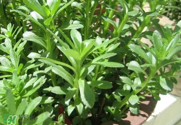 救心菜孕婦能吃嗎？救心菜孕婦可以吃嗎？