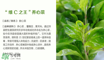 救心菜孕婦能吃嗎？救心菜孕婦可以吃嗎？