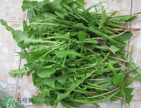 婆婆丁孕婦能吃嗎？婆婆丁孕婦可以吃嗎？