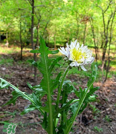 婆婆丁孕婦能吃嗎？婆婆丁孕婦可以吃嗎？