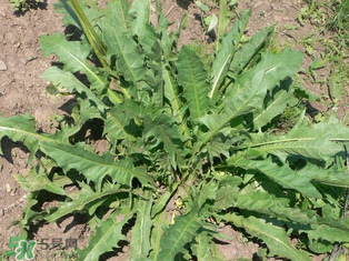 婆婆丁孕婦能吃嗎？婆婆丁孕婦可以吃嗎？