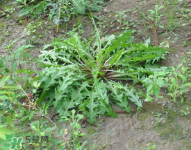 婆婆丁孕婦能吃嗎？婆婆丁孕婦可以吃嗎？