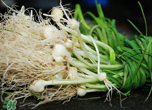 小根蒜孕婦能吃嗎？小根蒜孕婦可以吃嗎？