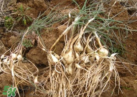 小根蒜孕婦能吃嗎？小根蒜孕婦可以吃嗎？