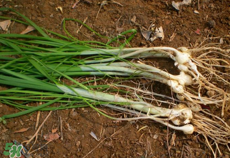 小根蒜孕婦能吃嗎？小根蒜孕婦可以吃嗎？