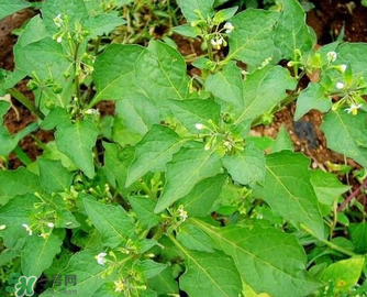 孕婦可以吃龍葵菜嗎？龍葵菜孕婦可以吃嗎？