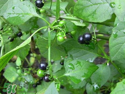 孕婦可以吃龍葵菜嗎？龍葵菜孕婦可以吃嗎？