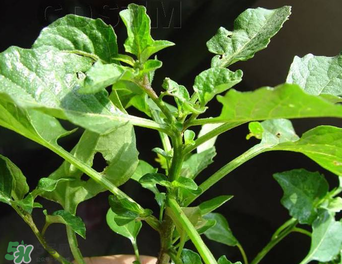 孕婦可以吃龍葵菜嗎？龍葵菜孕婦可以吃嗎？