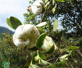 茶耳孕婦能吃嗎？孕婦能吃茶耳嗎？