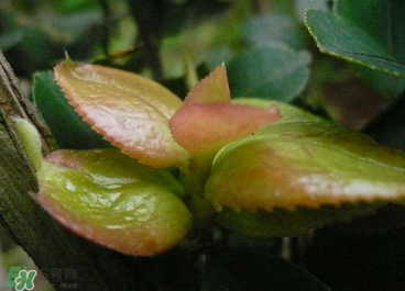 茶耳孕婦能吃嗎？孕婦能吃茶耳嗎？