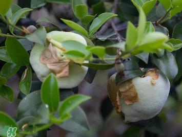 茶耳孕婦能吃嗎？孕婦能吃茶耳嗎？