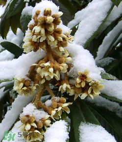 枇杷花孕婦能喝嗎？枇杷花孕婦可以喝嗎？