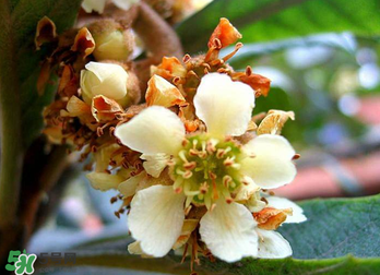 枇杷花怎么煮水止咳？枇杷花煮水的做法