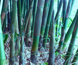 竹筍能放冰箱嗎？竹筍放冰箱怎么保存？