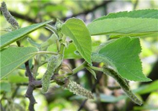 構(gòu)樹穗怎么做好吃？構(gòu)樹穗的做法是什么？