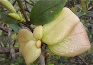 茶耳孕婦能吃嗎？孕婦能吃茶耳嗎？