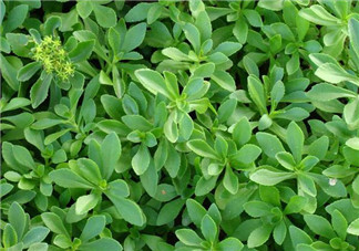 救心菜孕婦能吃嗎？救心菜孕婦可以吃嗎？