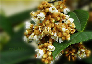 枇杷花孕婦能喝嗎？枇杷花孕婦可以喝嗎？