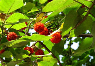 構(gòu)樹果實能吃嗎？構(gòu)樹果實孕婦能吃嗎？