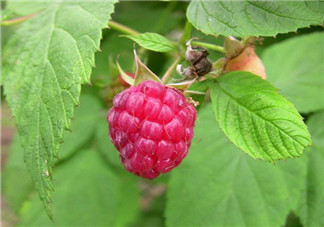 山莓孕婦能吃嗎？山莓孕婦可以吃嗎？