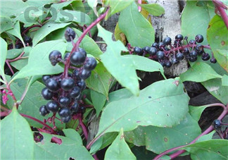 孕婦可以吃龍葵菜嗎？龍葵菜孕婦可以吃嗎？