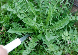 婆婆丁孕婦能吃嗎？婆婆丁孕婦可以吃嗎？