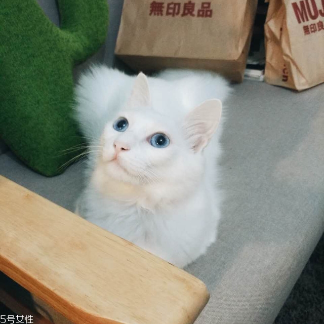 出租房怎么布置好看 出租房如何布置好看 出租房怎么布置好看 出租房如何布置好看