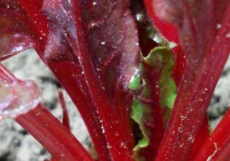 甜菜葉是否可以生吃？甜菜葉可以生吃嗎