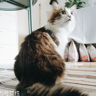 出租房怎么布置好看 出租房如何布置好看 出租房怎么布置好看 出租房如何布置好看