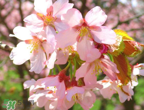 2017年四月份天氣如何？2017年四月份天氣預(yù)報(bào)