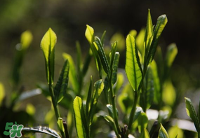 谷雨會下雨嗎？2017年谷雨會下雨嗎？