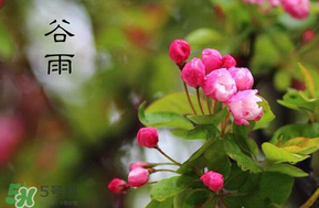 谷雨會下雨嗎？2017年谷雨會下雨嗎？