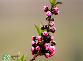 谷雨會下雨嗎？2017年谷雨會下雨嗎？