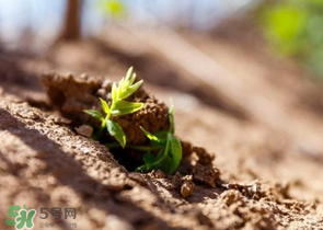 香椿可以扦插嗎？香椿什么時(shí)候扦插？
