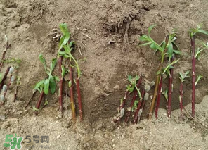 香椿可以扦插嗎？香椿什么時(shí)候扦插？