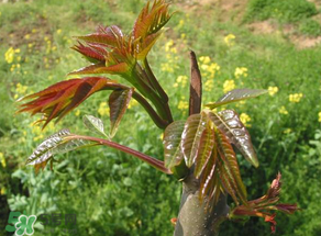 香椿能插活嗎？香椿樹枝能插活嗎？