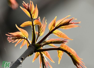 香椿能插活嗎？香椿樹枝能插活嗎？