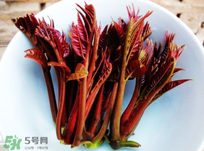 香椿能插活嗎？香椿樹枝能插活嗎？