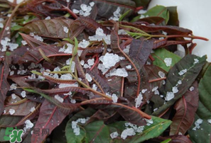 香椿怎么洗？香椿芽怎么洗干凈？