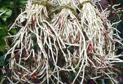 魚腥草根和葉哪個好？魚腥草根好還是葉子好