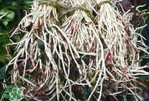 魚腥草根怎么吃？魚腥草根怎么做好吃