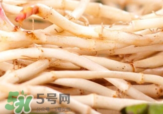 魚腥草根有什么作用？魚腥草根的功效與作用