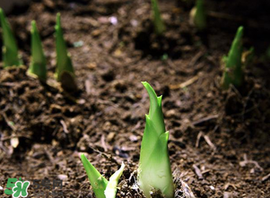 竹筍什么時候發(fā)芽？竹筍多長時間破土而出？