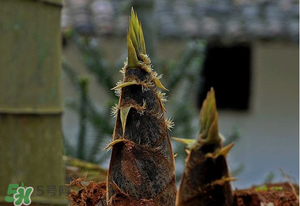 竹筍什么時候發(fā)芽？竹筍多長時間破土而出？