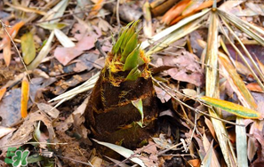 竹筍是竹子嗎？竹筍和竹子的關系