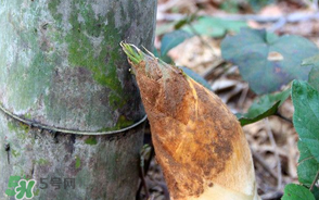 竹筍是竹子嗎？竹筍和竹子的關系