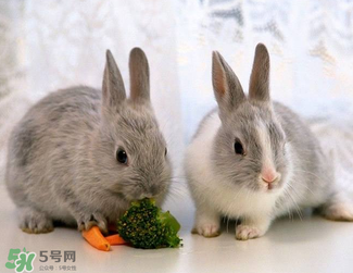 孕婦能吃兔頭嗎？孕婦能不能吃兔頭？