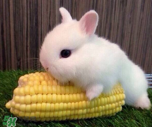 孕婦能吃兔頭嗎？孕婦能不能吃兔頭？