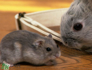 孕婦能吃兔頭嗎？孕婦能不能吃兔頭？